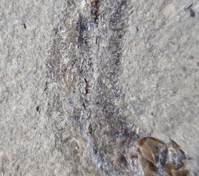 Leptolepis bronni AGASSIZ 1833 - Bild © FossNet FossilienStore